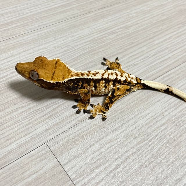 트라이 화이트스팟 화이트핀