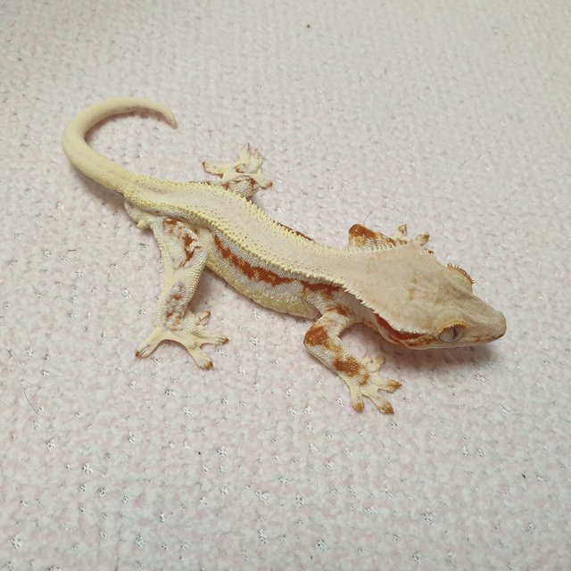 릴리화이트 레드