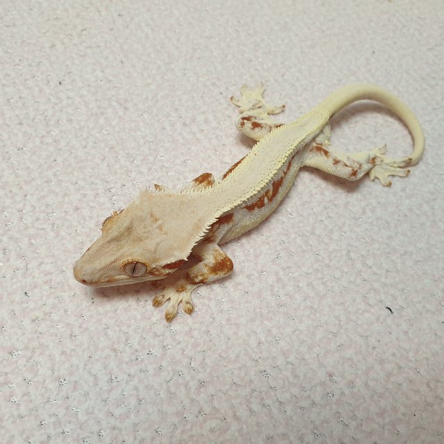 릴리화이트 레드