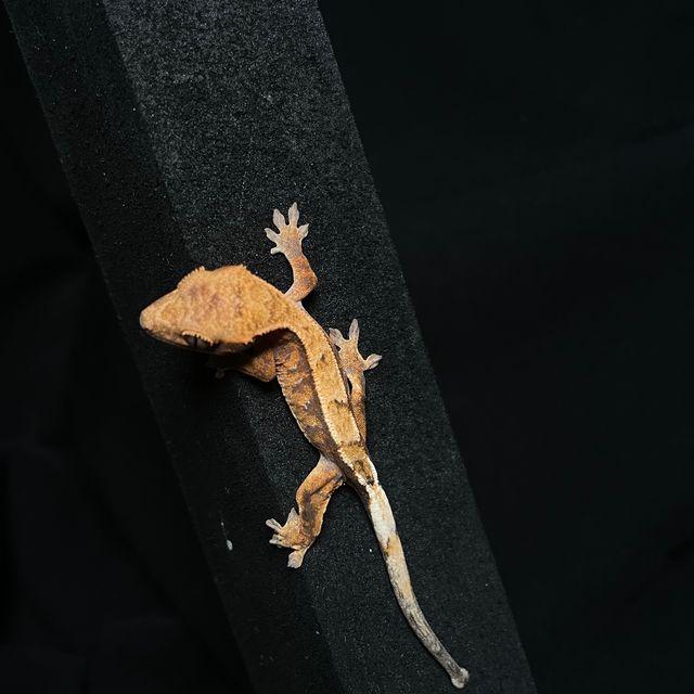 세이블