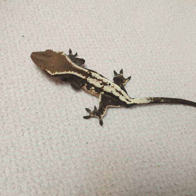 세이블