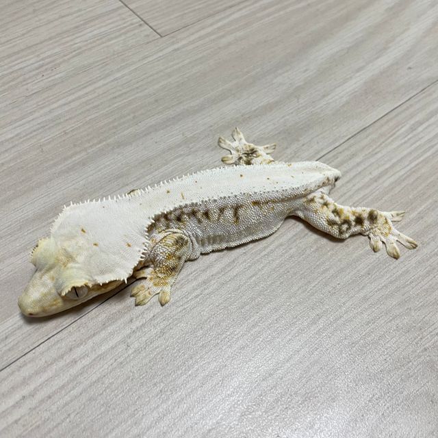 화이트 릴리화이트