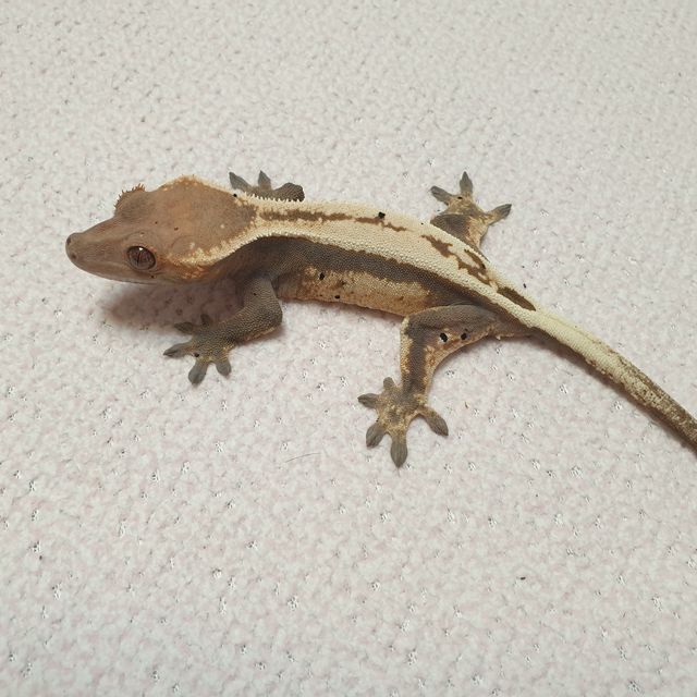 세이블