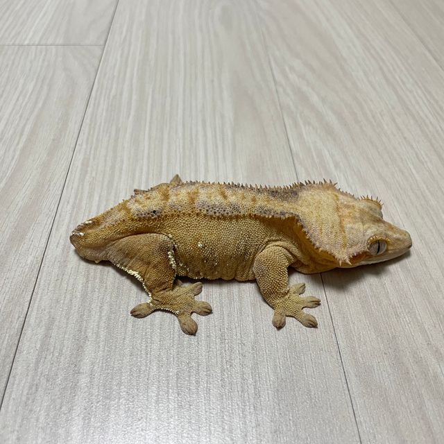 스트로베리 팬텀