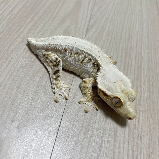 화이트 릴리화이트