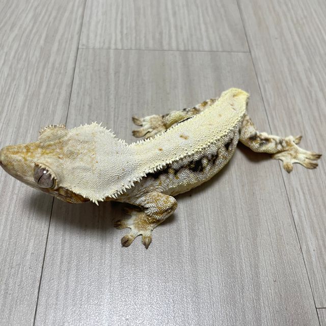 릴리화이트