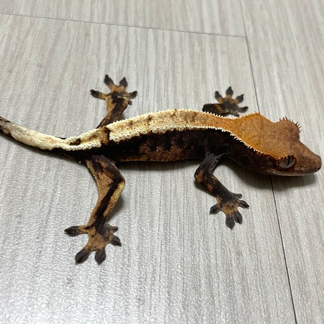 세이블