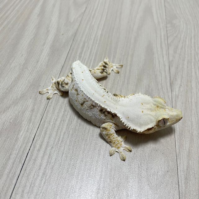 화이트 릴리화이트