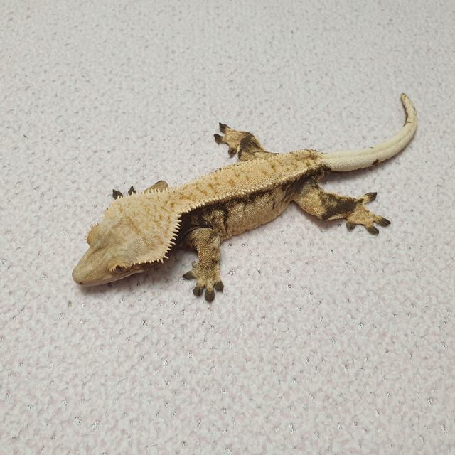 노멀 화이트스팟 드리피