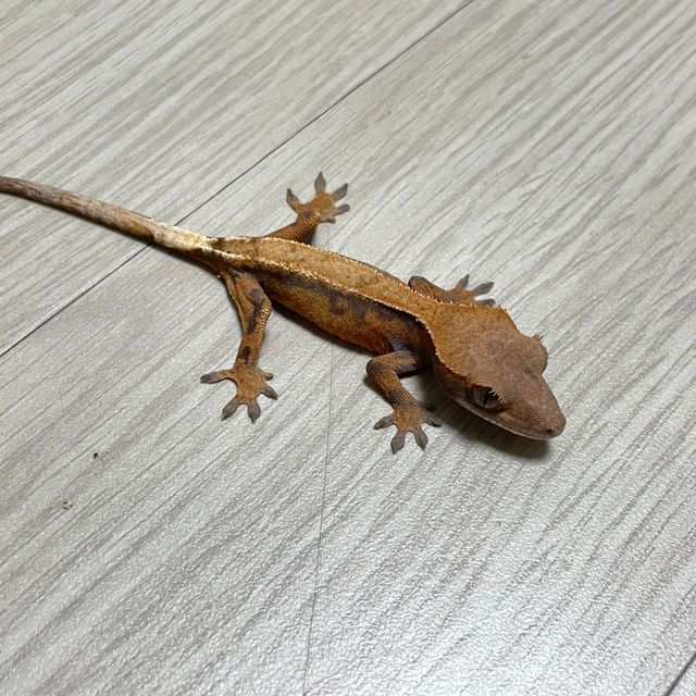 세이블