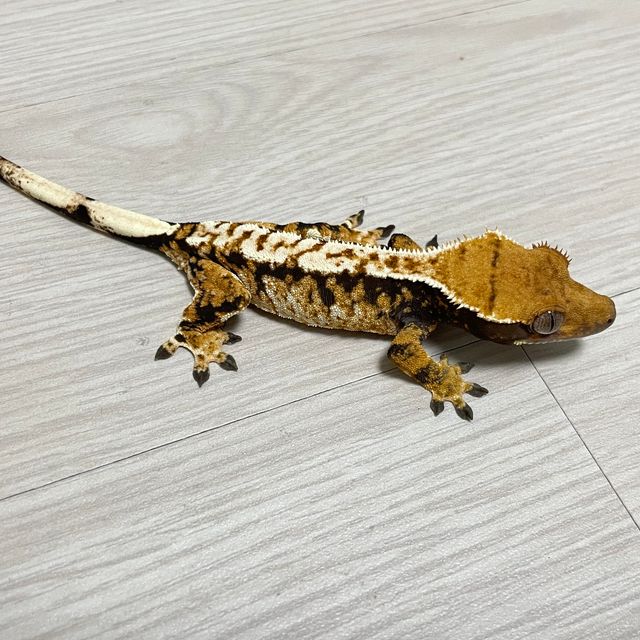 트라이 화이트스팟 화이트핀