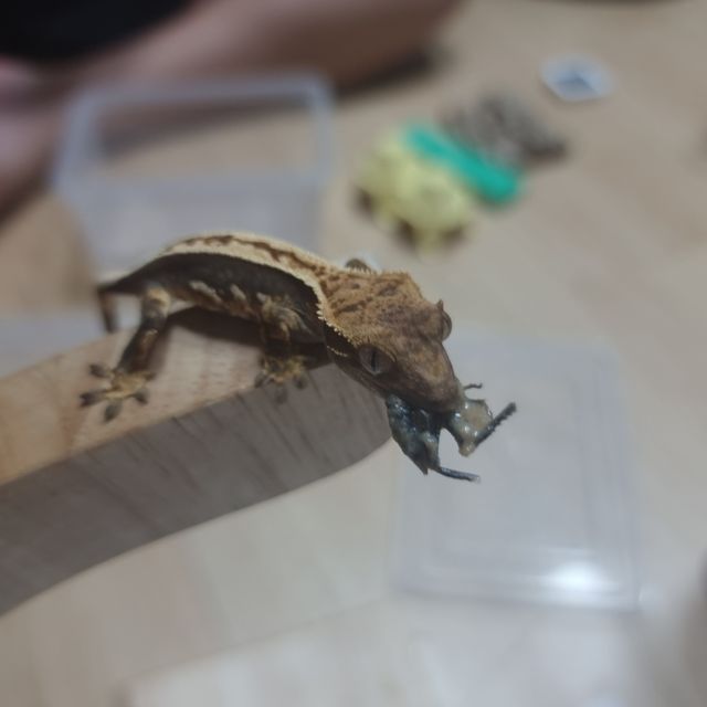 트라이 블랙