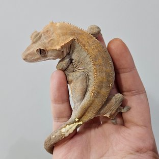 카푸치노