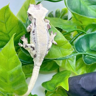 풀핀 릴리 세이블