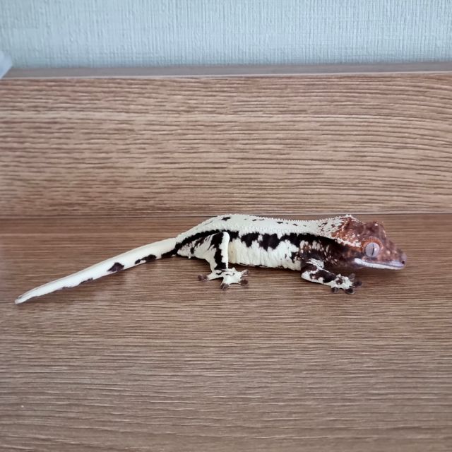 프라푸치노