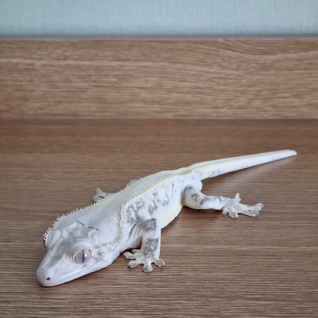 릴리화이트