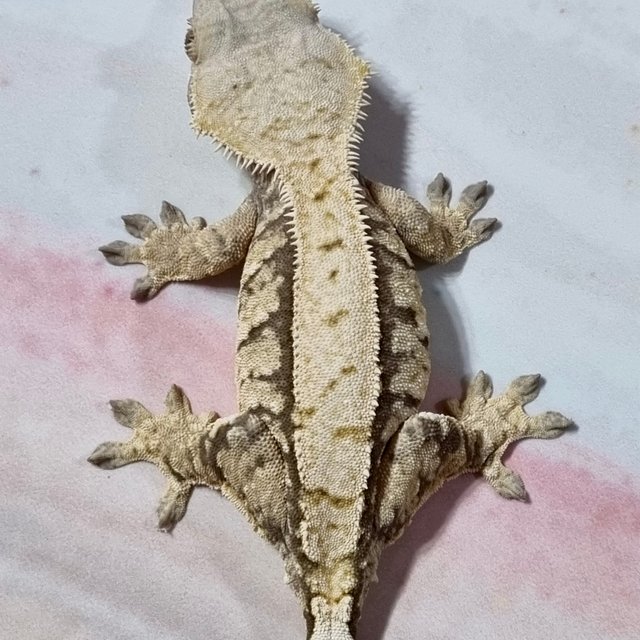 노멀 익스트림할리퀸 화이트스팟