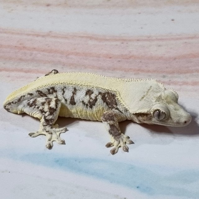 릴리화이트 솔리드백