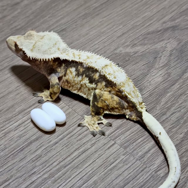 노멀 트라이 드리피 화이트스팟