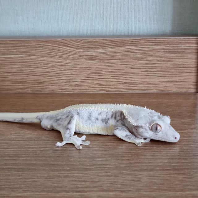 릴리화이트