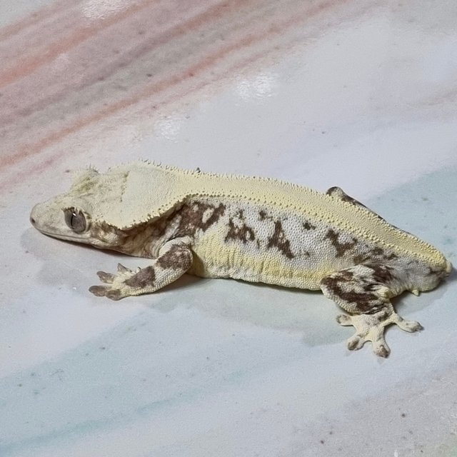 릴리화이트 솔리드백