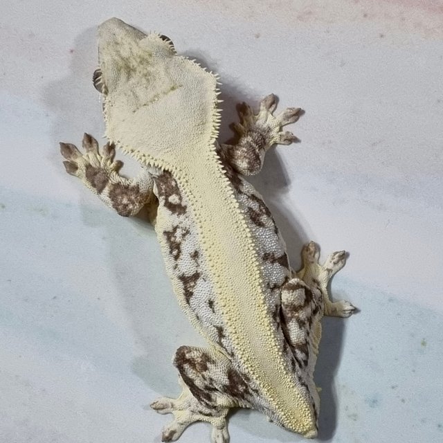 릴리화이트 솔리드백