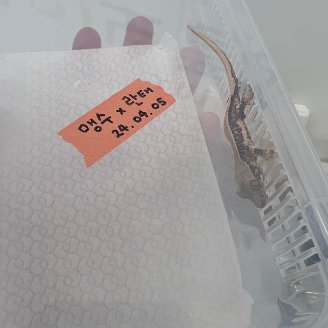 릴리화이트