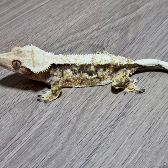 노멀 트라이 드리피 화이트스팟