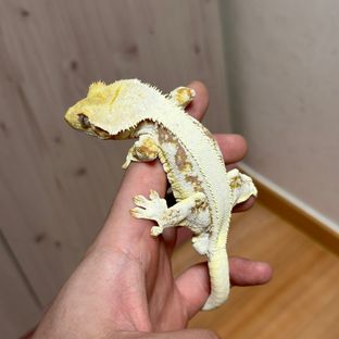 기잼