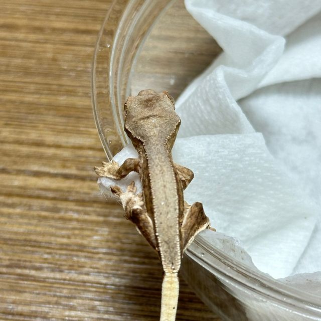릴리화이트 팬텀 크림시클