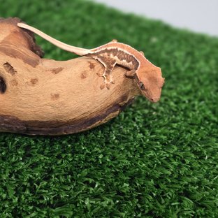 릴리화이트 솔리드백 풀핀 화이트핀