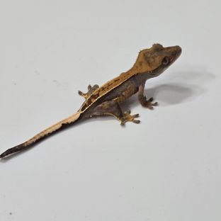 엠티백 풀핀 하이포 오닉스