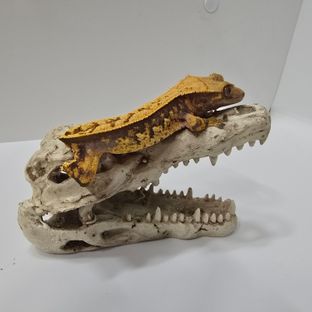 익스트림할리퀸