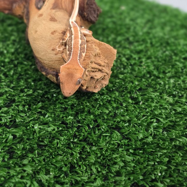 릴리화이트 솔리드백 풀핀 화이트핀