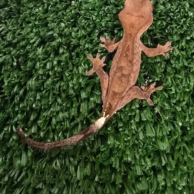 카푸치노 패턴리스