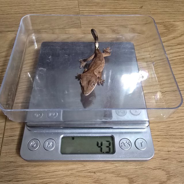 카푸치노 패턴리스