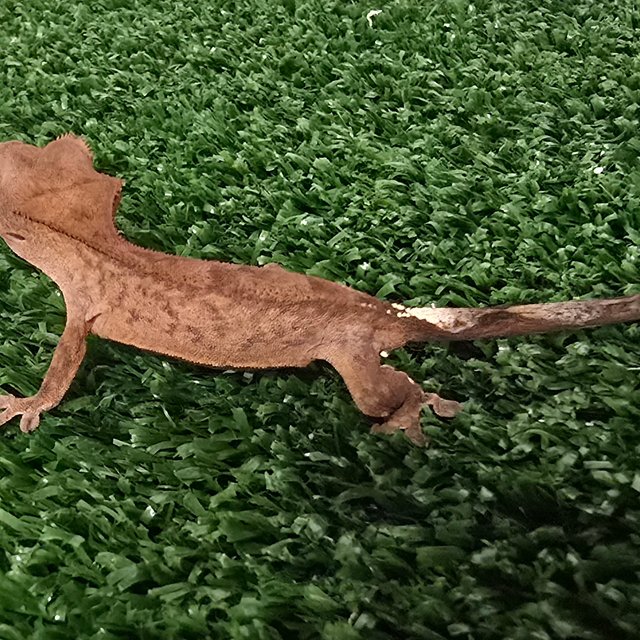 카푸치노 패턴리스