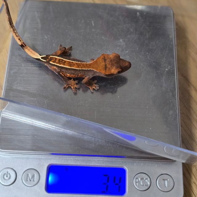 엠티백 하이포 오닉스