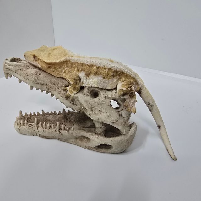 크림시클 릴리화이트