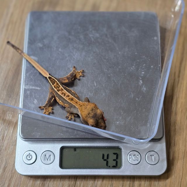 엠티백 풀핀 하이포 오닉스
