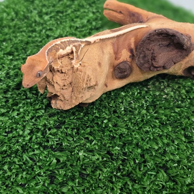 릴리화이트 솔리드백 풀핀 화이트핀