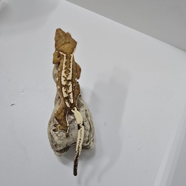 크림시클