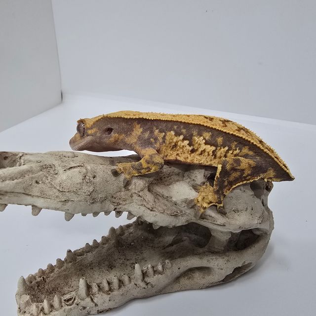 익스트림할리퀸