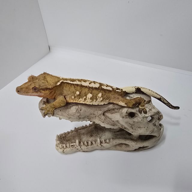 크림시클