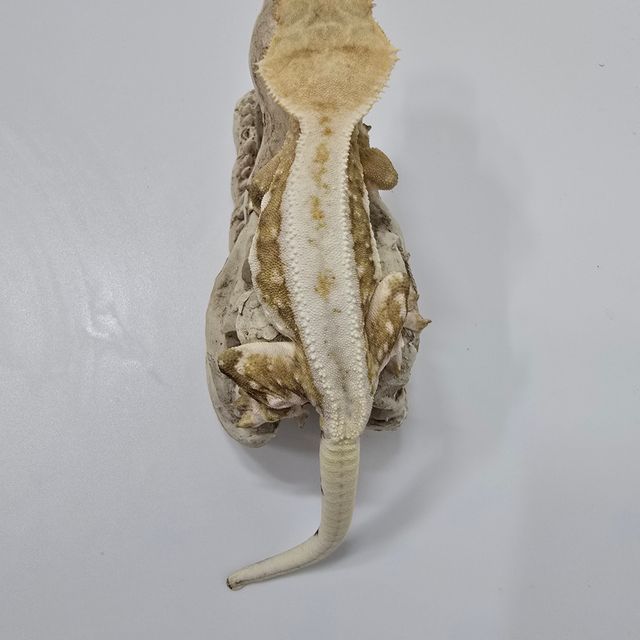 크림시클 릴리화이트