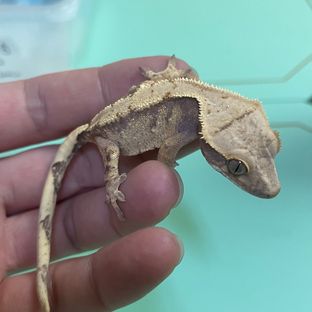 트라이