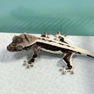 JST2-LWAX2