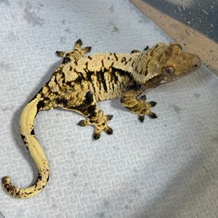 트라이 익스트림할리퀸