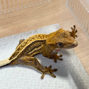 100% Het Axanthic Full Pinstripe Quad