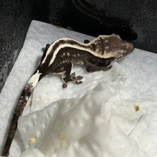 세이블 아잔틱